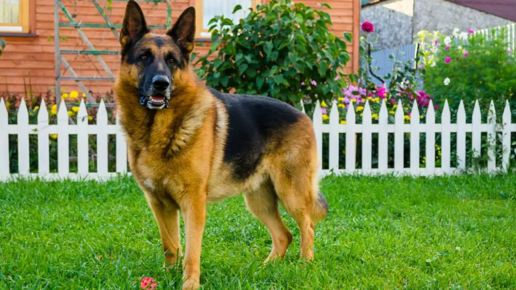 German Shepherd 21