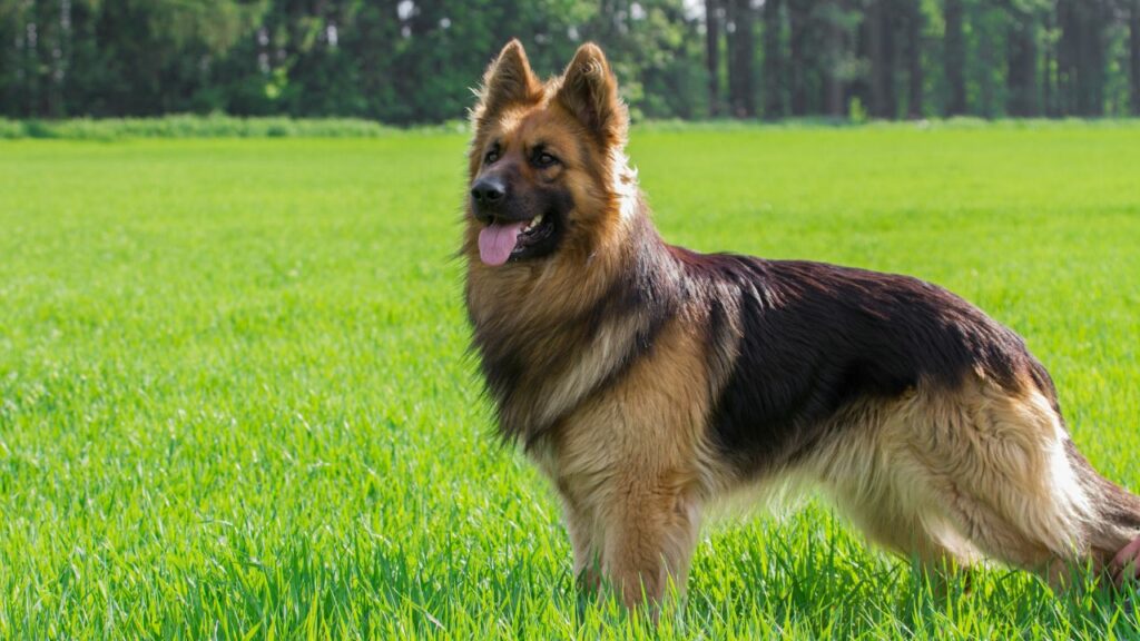 German Shepherd 3