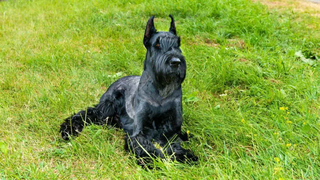 Giant Schnauzer 4