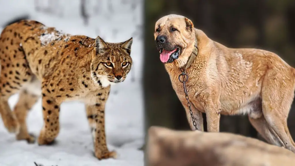 Guard Dogs to Protect Against Bobcats 1