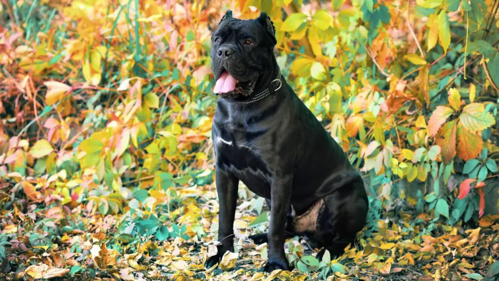 cane corso temperament isegi karastatud