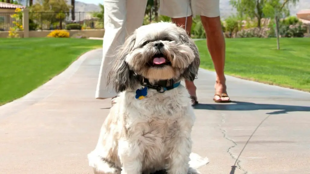 Kas Shih Tzu on teie jaoks õige koer