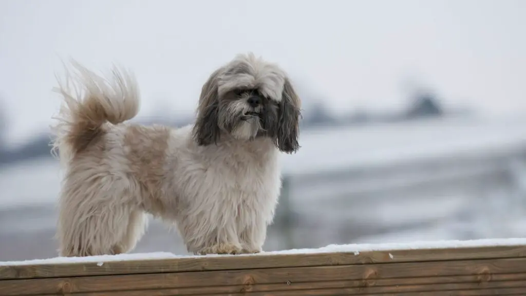 shih tzu hundi DNA
