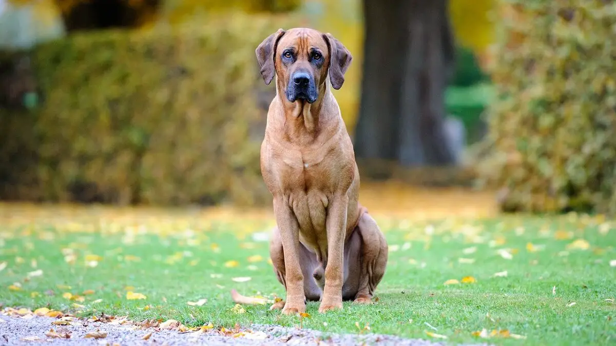 Rodeesia ridgebacki sarnased koerad
