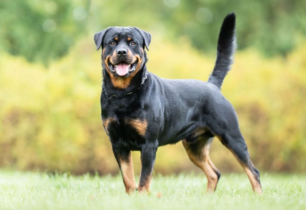 Rottweiler dog