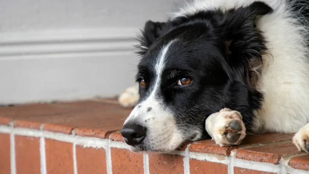 terviseprobleemid bordercollie puhul