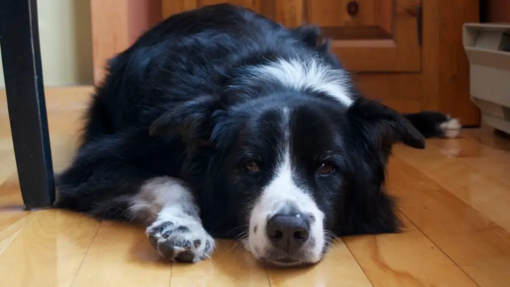 Bordercollie miinused