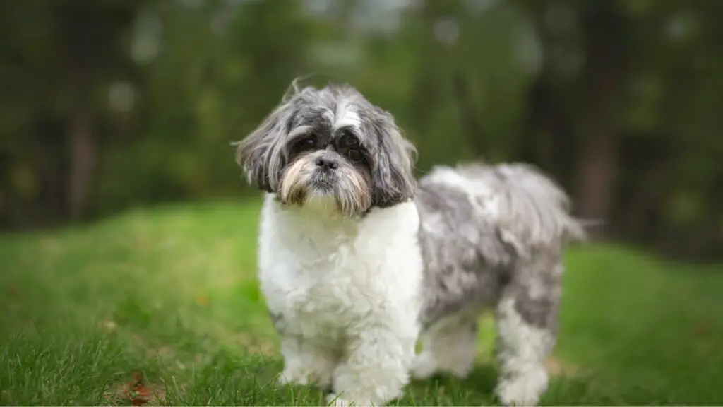 shih tzu hambahaigus
