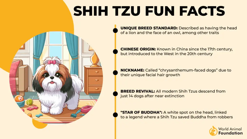 Shih Tzu lõbusad faktid