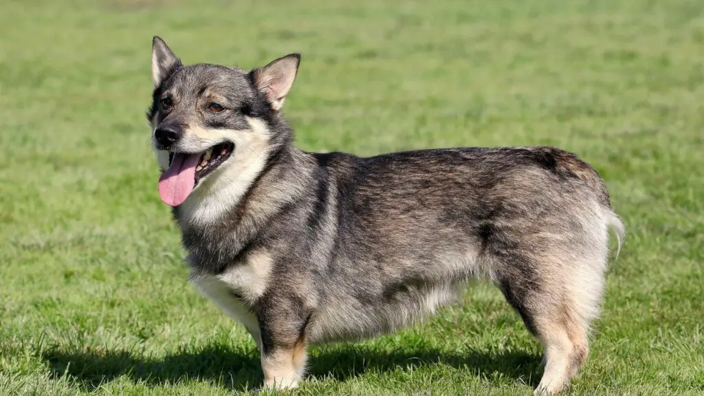 koertele meeldivad corgid, kes ei karda
