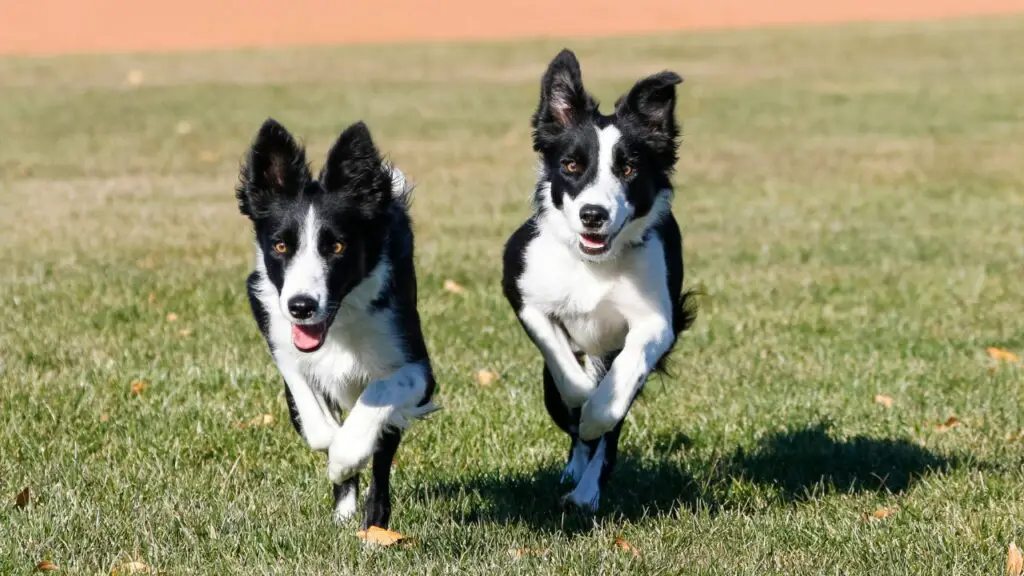 border collie energia