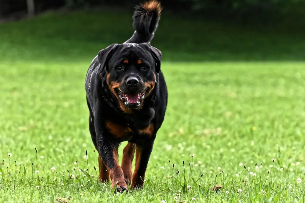 on rottweiler head esmakordsetele omanikele