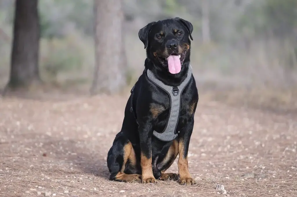 on rottweilerid head pere lemmikloomad
