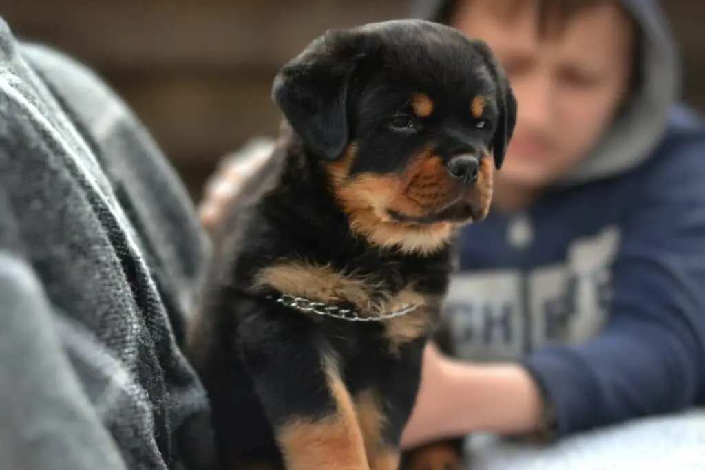 on rottweilerid lastega head
