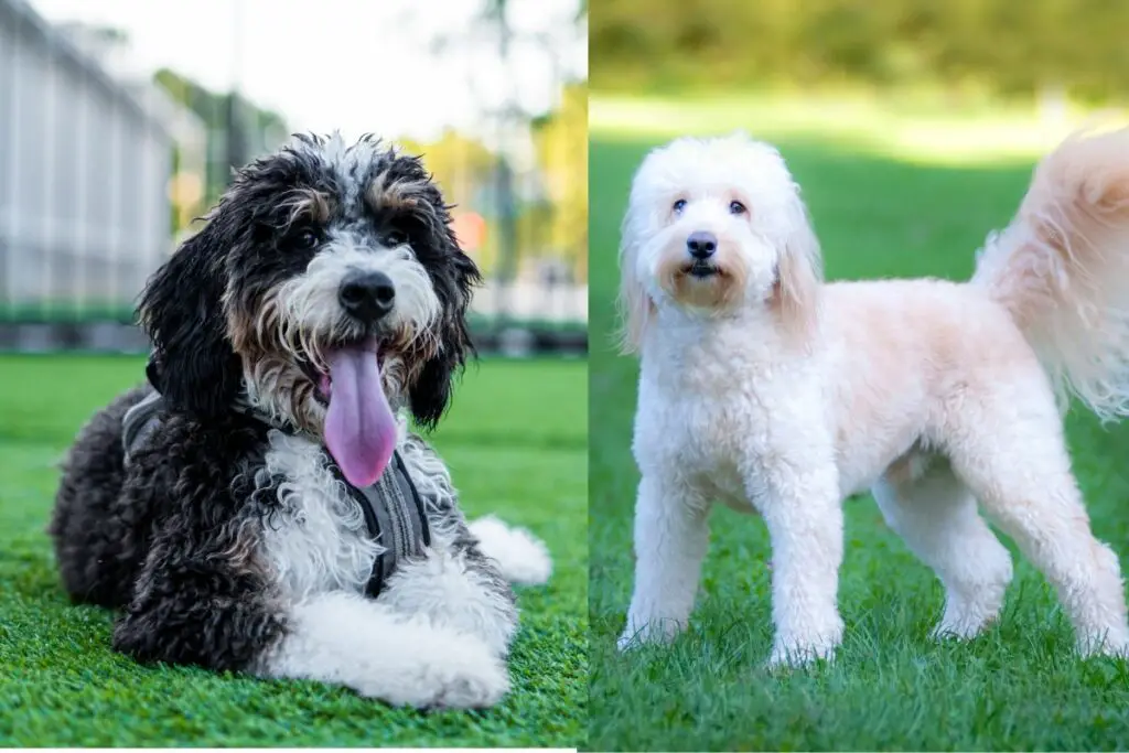 bernadoodle vs goldendoodle