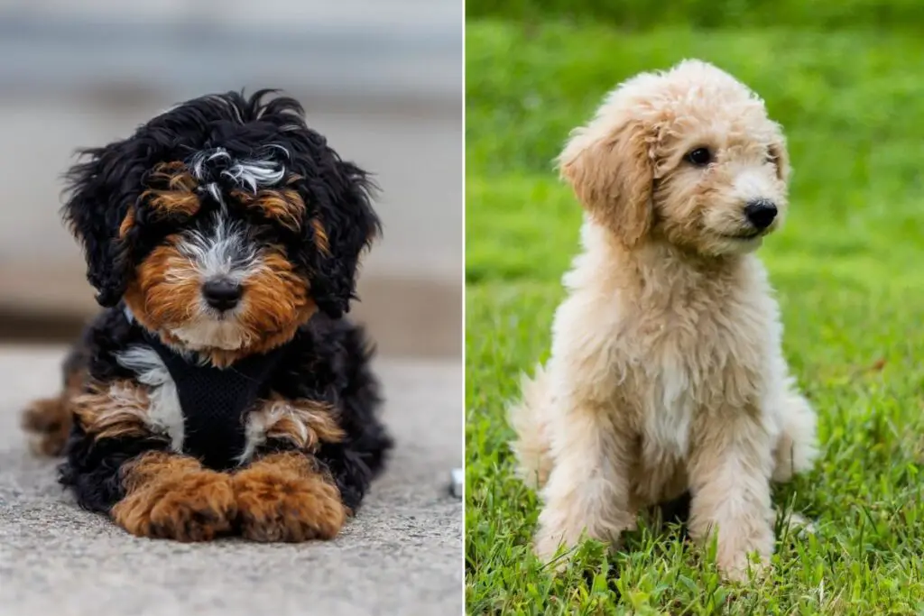 bernedoodle ja goldendoodle