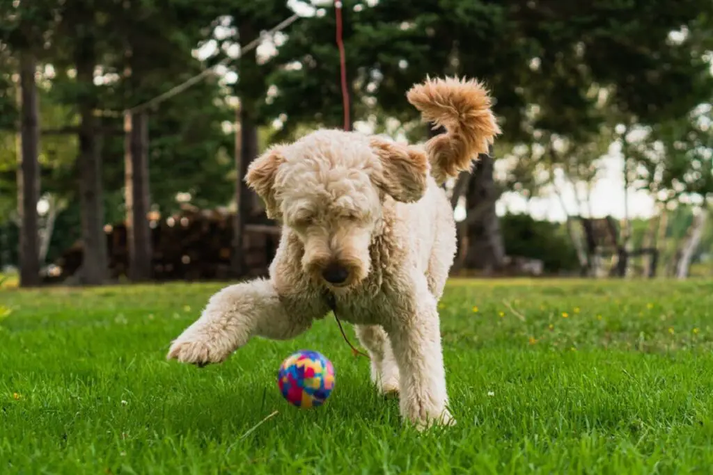 bernedoodle või goldendoodle