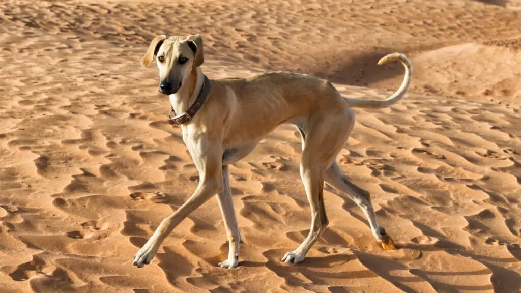 best dog breeds for desert climate