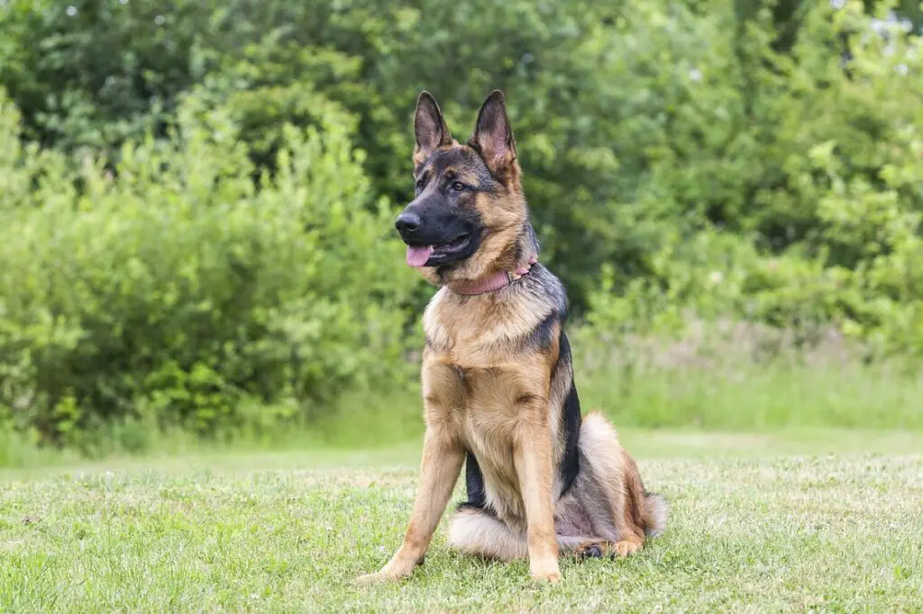 kas koer võib hundi tappa