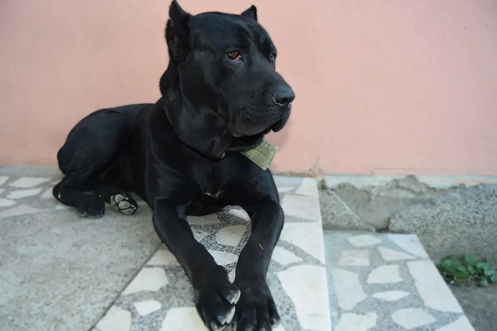 cane corso terviseprobleemid