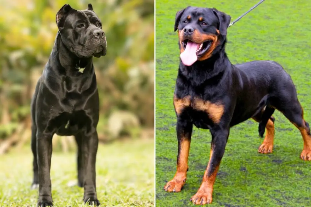 cane corso ja rottweiler
