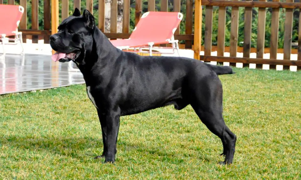 cane corso valvekoer
