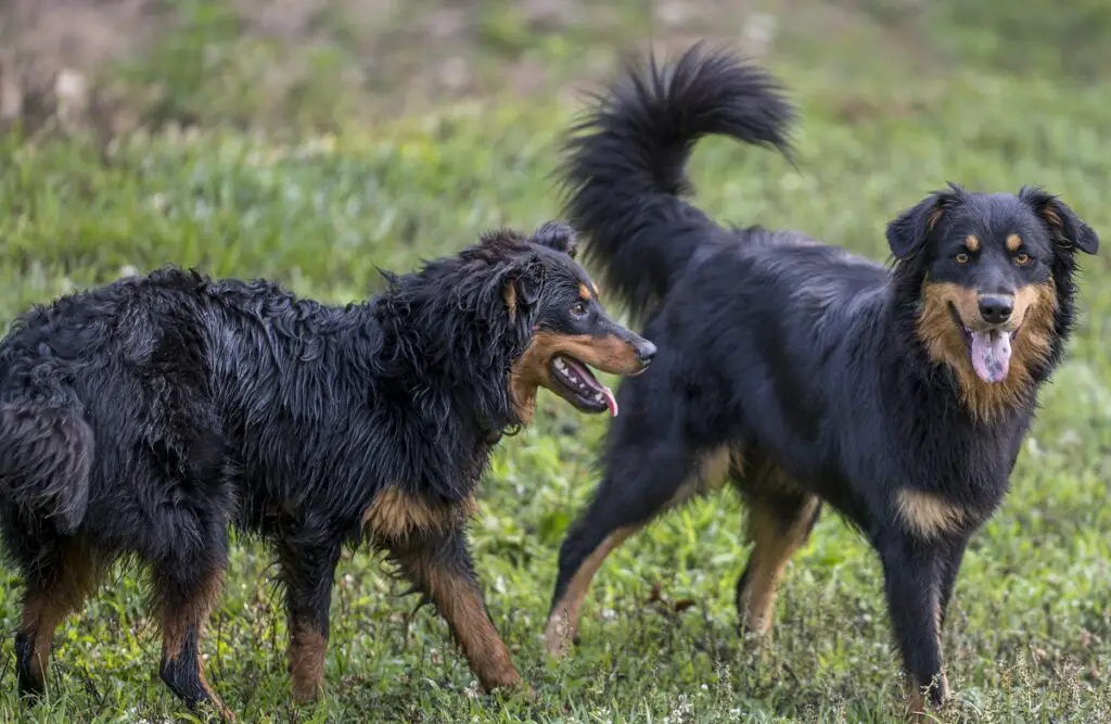 collie lambakoer
