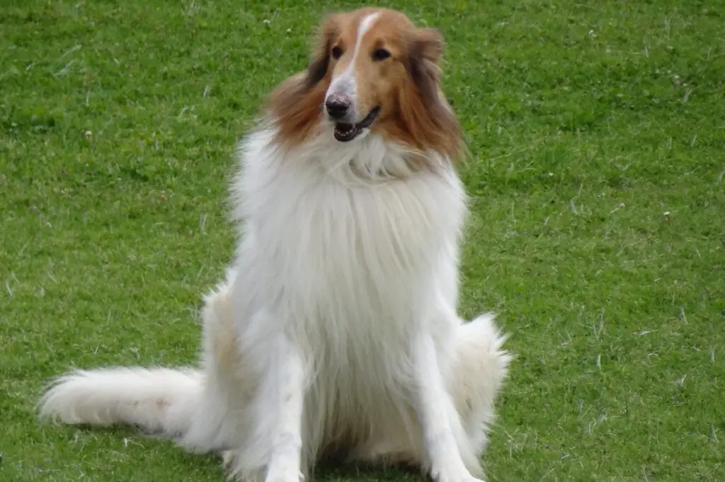 collie koer
