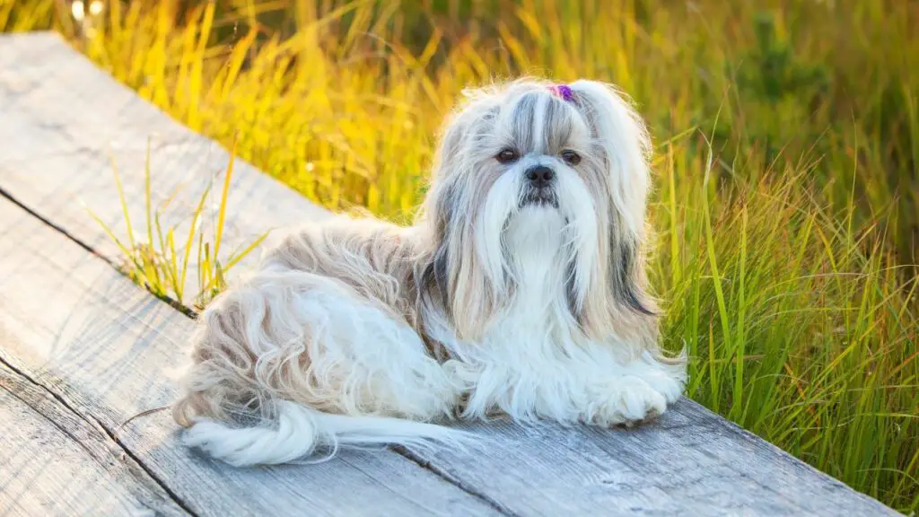 Shih Tzu miinused 