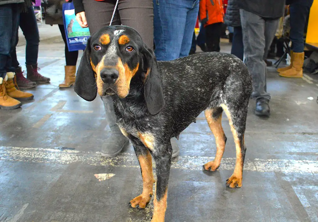 coonhound koer