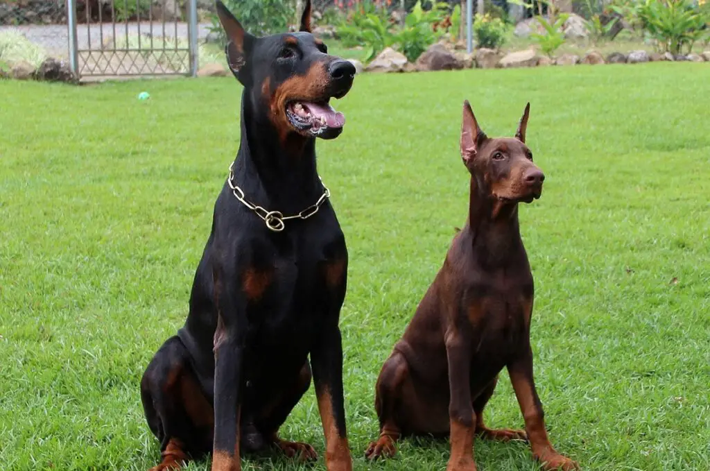 dobermani oodatav eluiga mees
