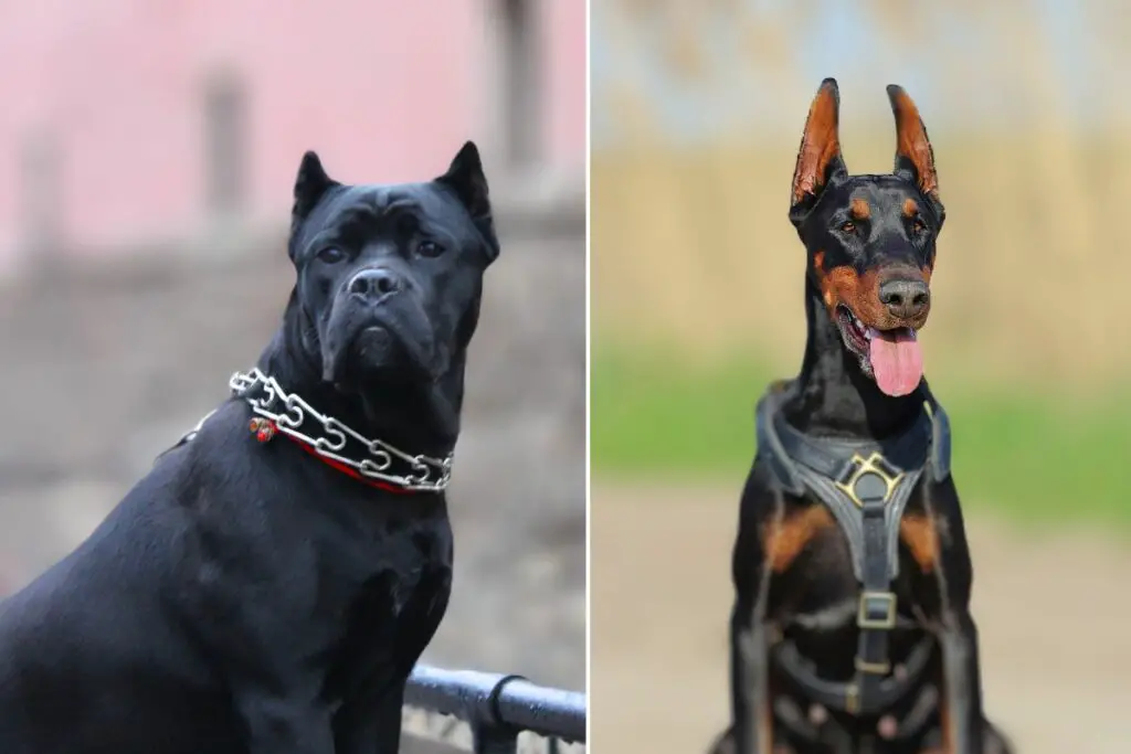 dobermani suhkruroo corso
