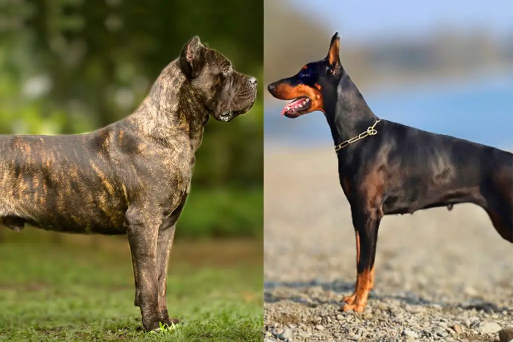 dobermann vs cane corso
