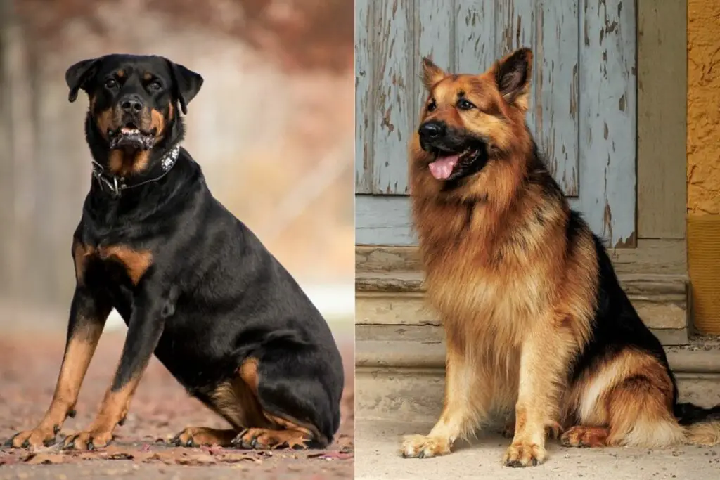 saksa lambakoer vs rottweiler
