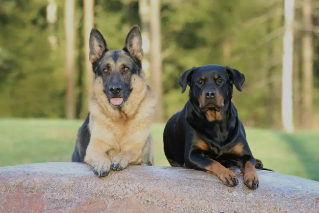 german shepherds and rottweilers