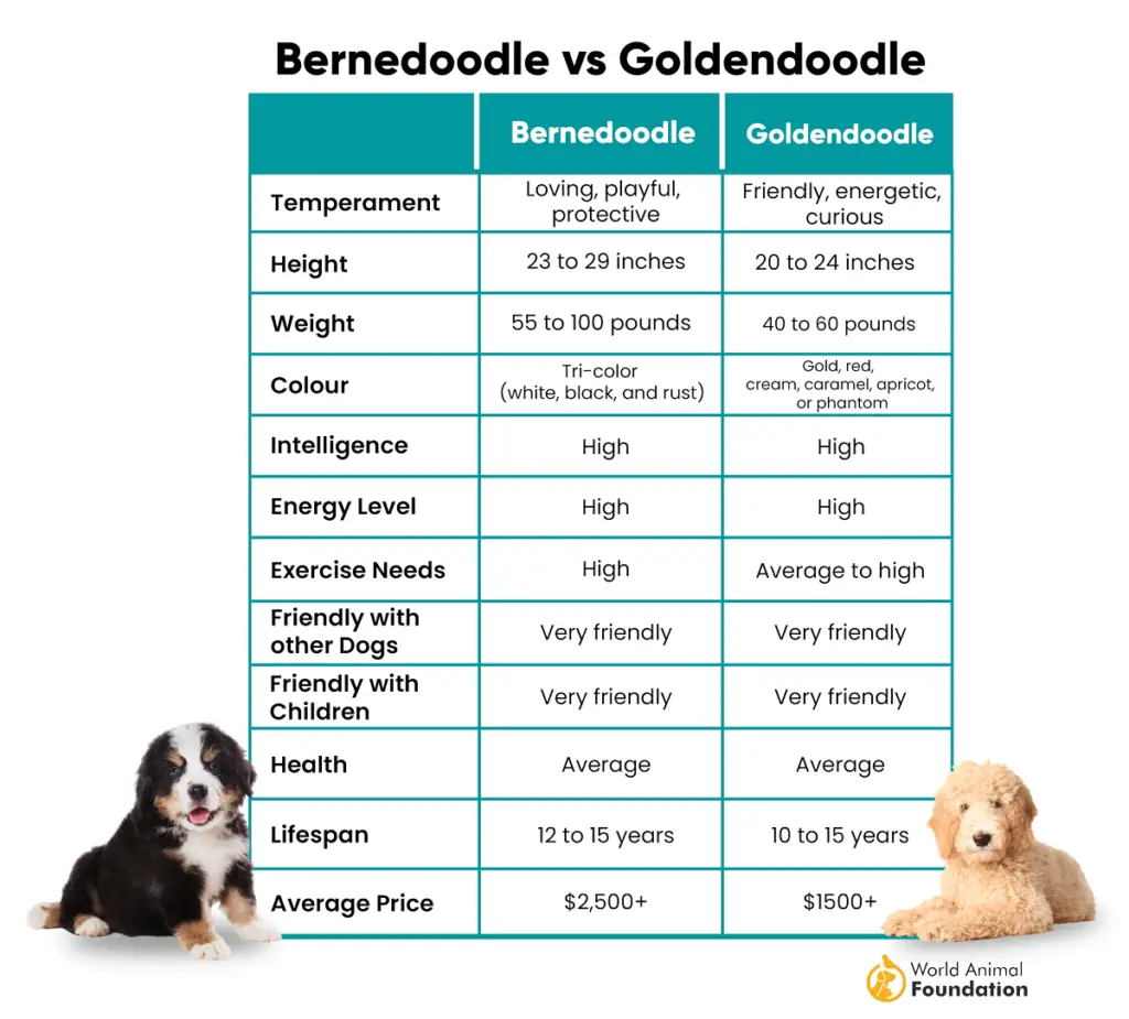 goldendoodle vs bernedoodle