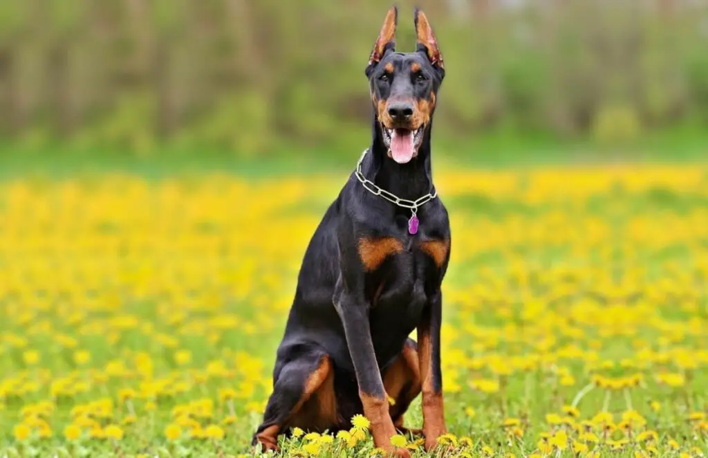 kuningas dobermann
