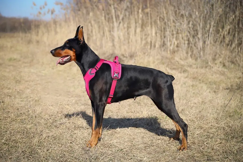 mustad dobermannid
