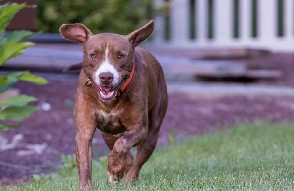 kas pitbull kaitseb sind
