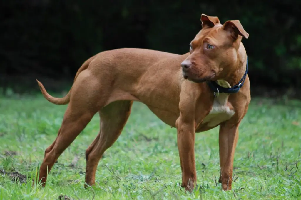 pool dobermann pool pitbull
