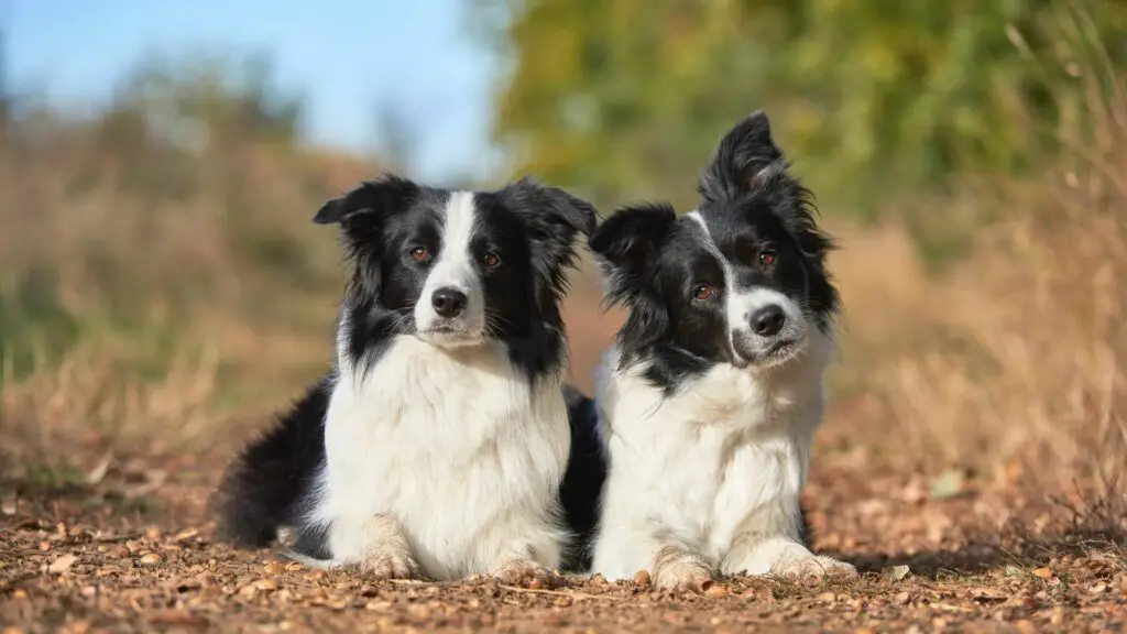 pros and cons of border collie 1