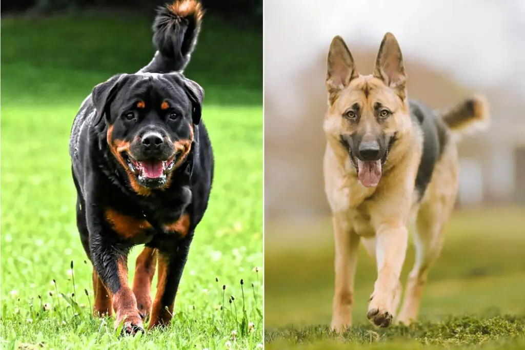 rottweiler ja saksa lambakoer
