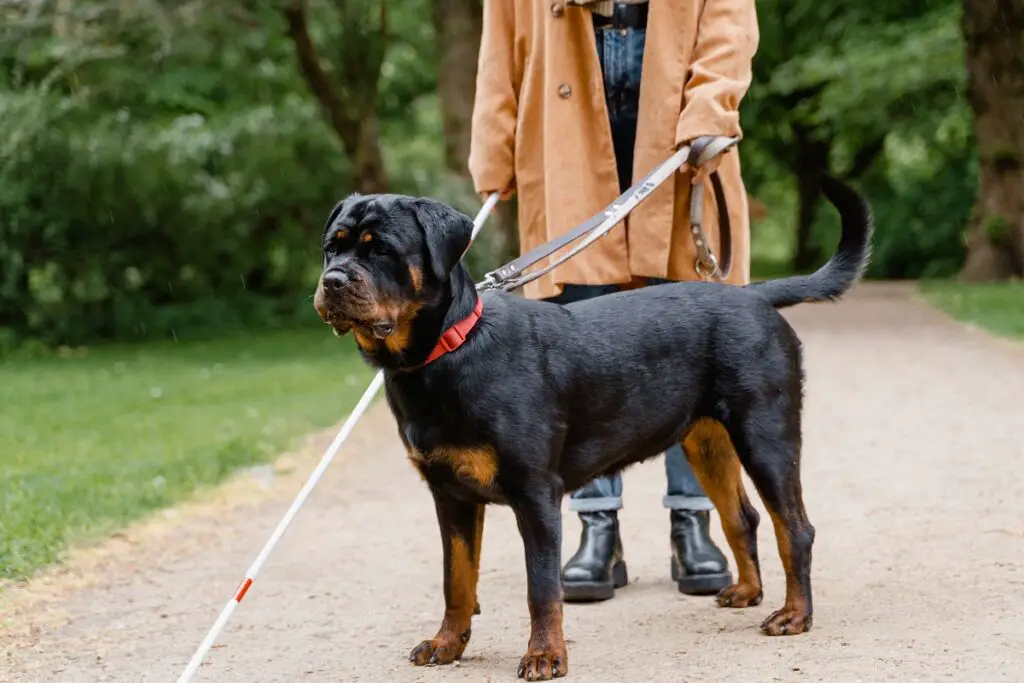 rottweileri kõrgus