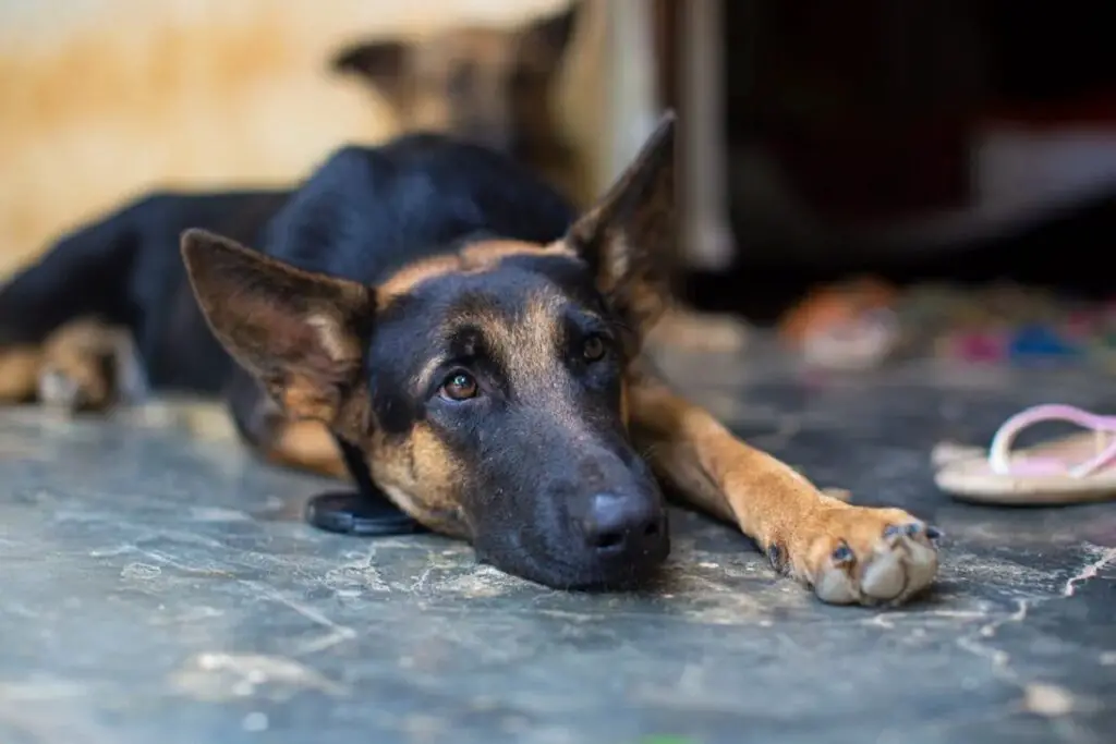 rottweiler või saksa lambakoer
