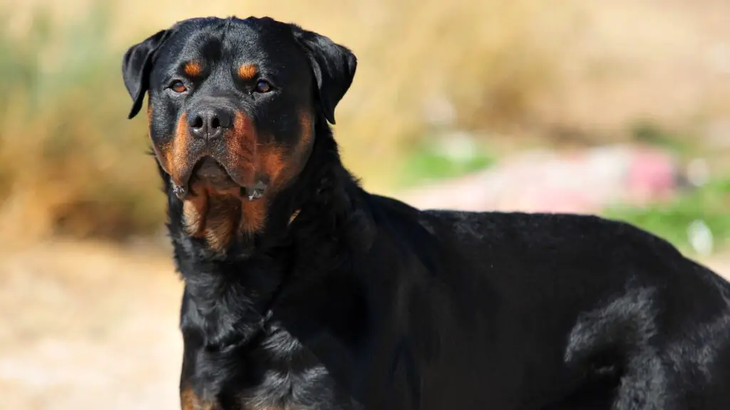 on rottweilerid sarnased mastifiga