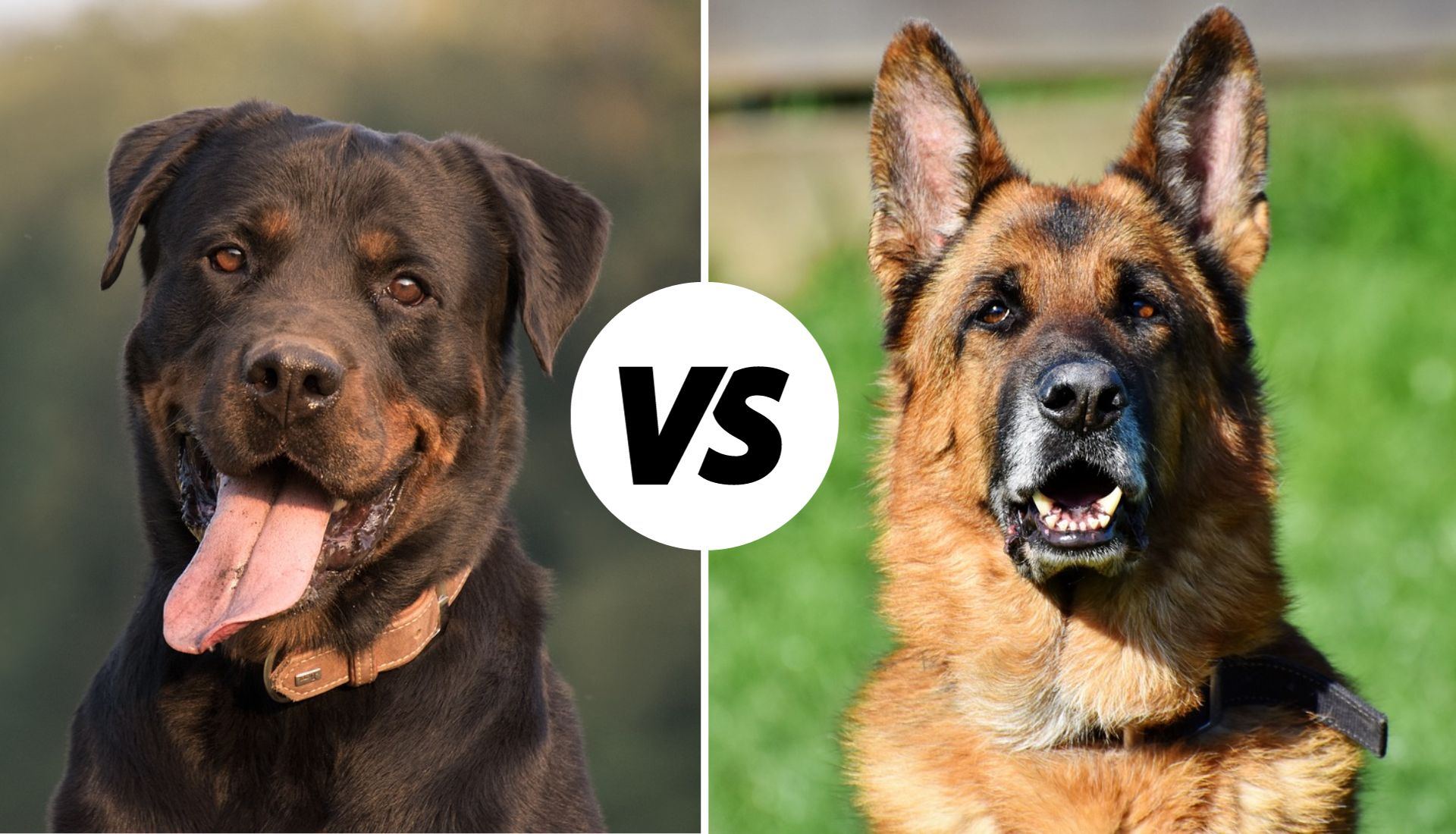 Rottweiler Vs. Saksa Lambakoer – Mis Vahe On?