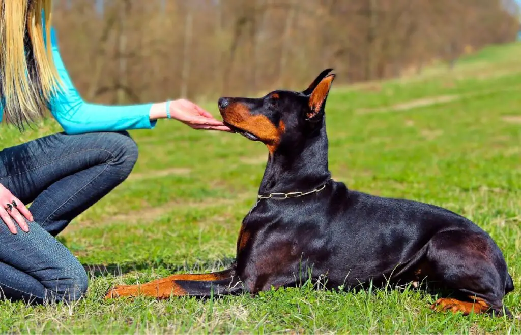 dobermann peresõbralik
