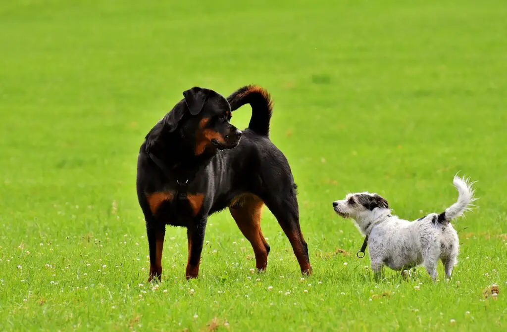 miks rottweilerid on parimad koerad
