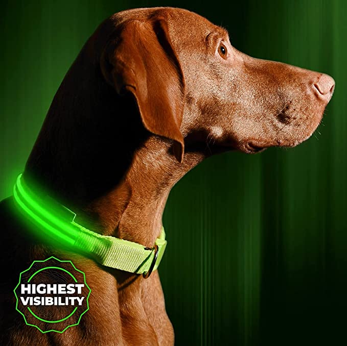 1732661723 243 ILLUMISEEN LED Dog Collar