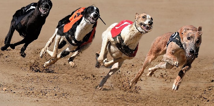 1732691129 Is Greyhound Racing Cruel review